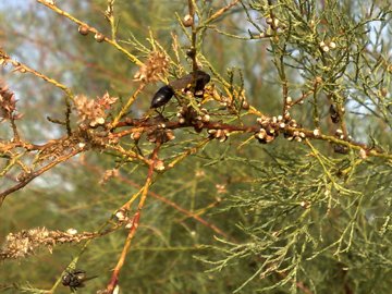 Tamarix sp.  (Caryophyllales - Tamaricaceae)