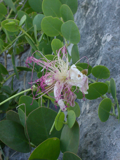 San Domino (Tremiti): Capparis spinosa