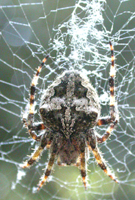 Araneus a San Domino