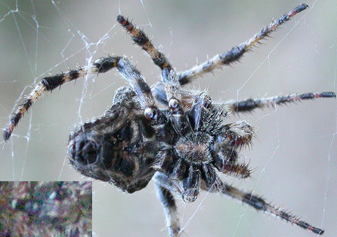 Araneus a San Domino