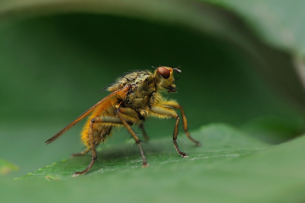 Scathophaga stercoraria  (Scathophagidae)