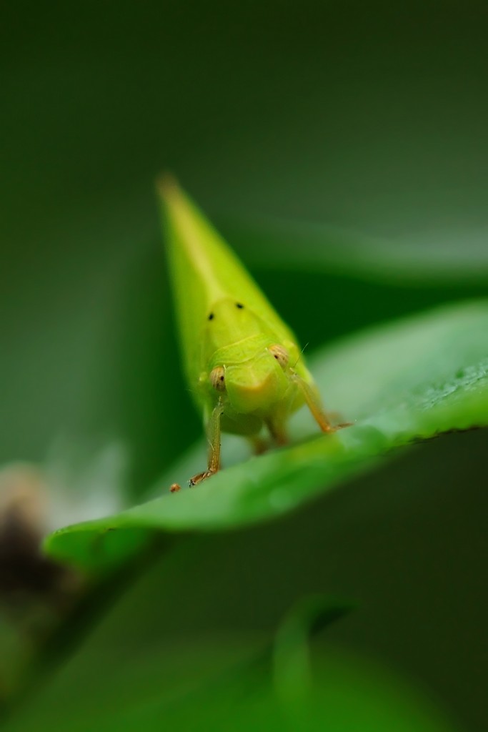 Acanalonia conica - Issidae