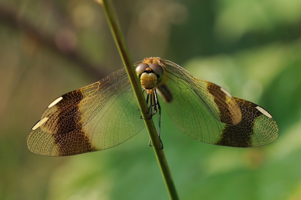 Orthetrum Coerulescens? - Sympetrum pedemontanum