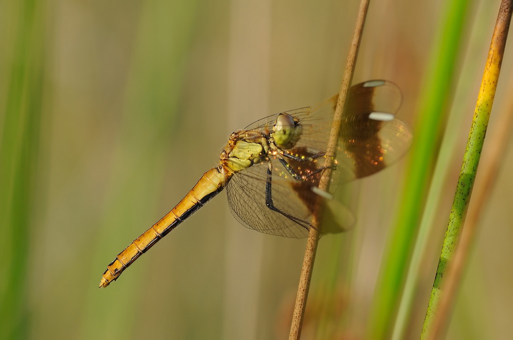 Orthetrum Coerulescens? - Sympetrum pedemontanum