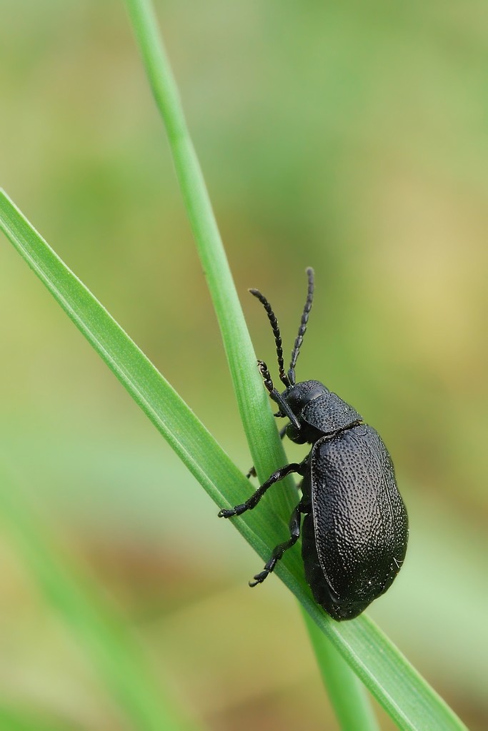 Chrysomelidae da identificare