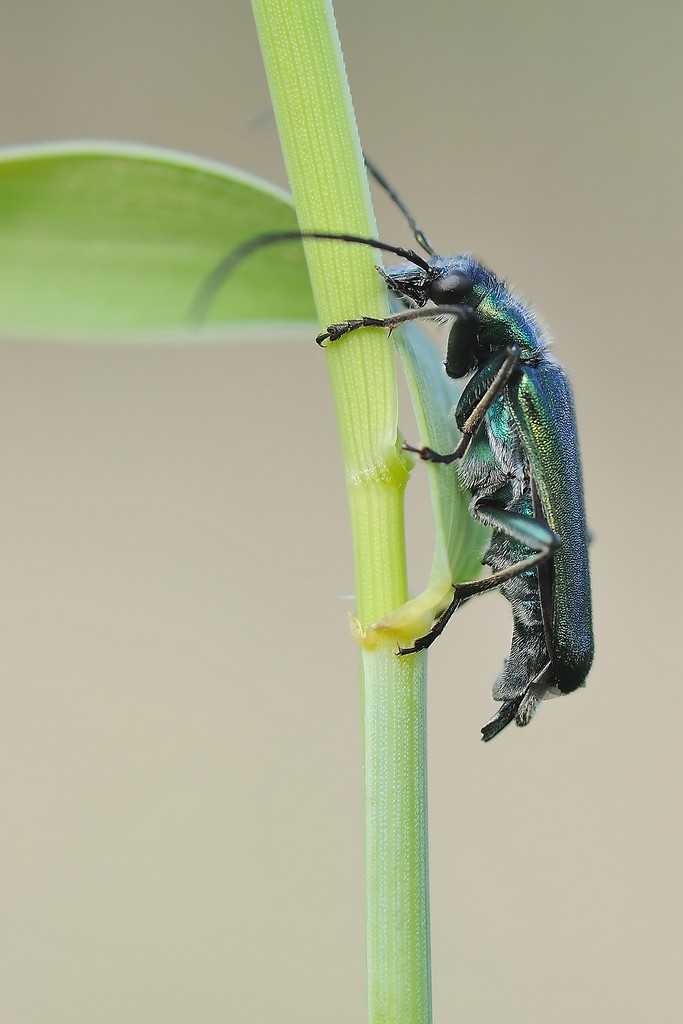 Cerambycidae da identificare