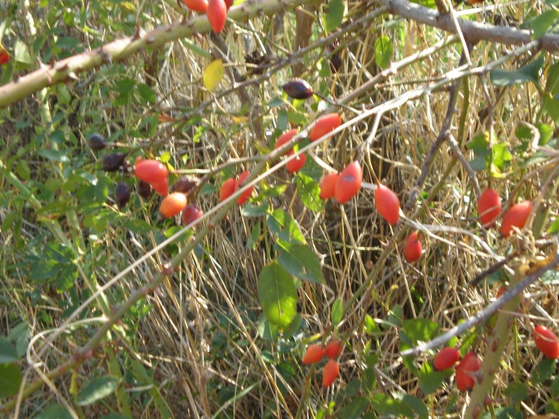 Arbusto spinoso con frutti: Rosa cfr. canina