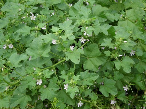 Possibile che sia una Malva? Malva multiflora