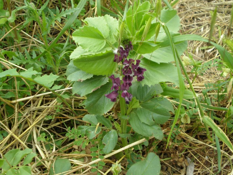 Fiori violetti su pianta ignota - Vicia narbonensis L.