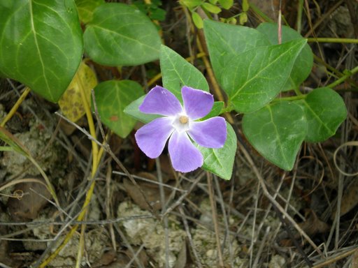 Vinca maior