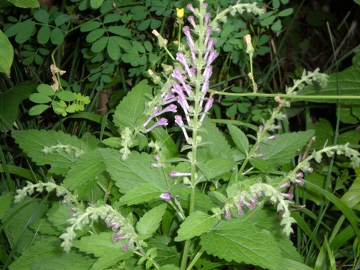 Scutellaria columnae