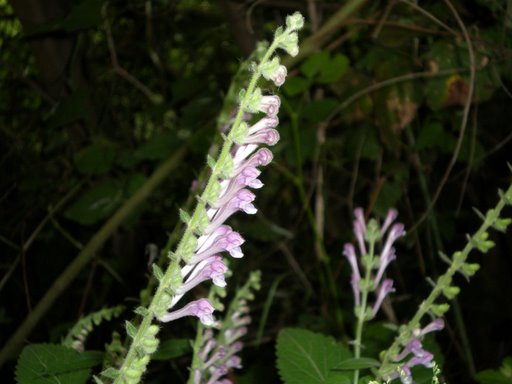 Scutellaria columnae