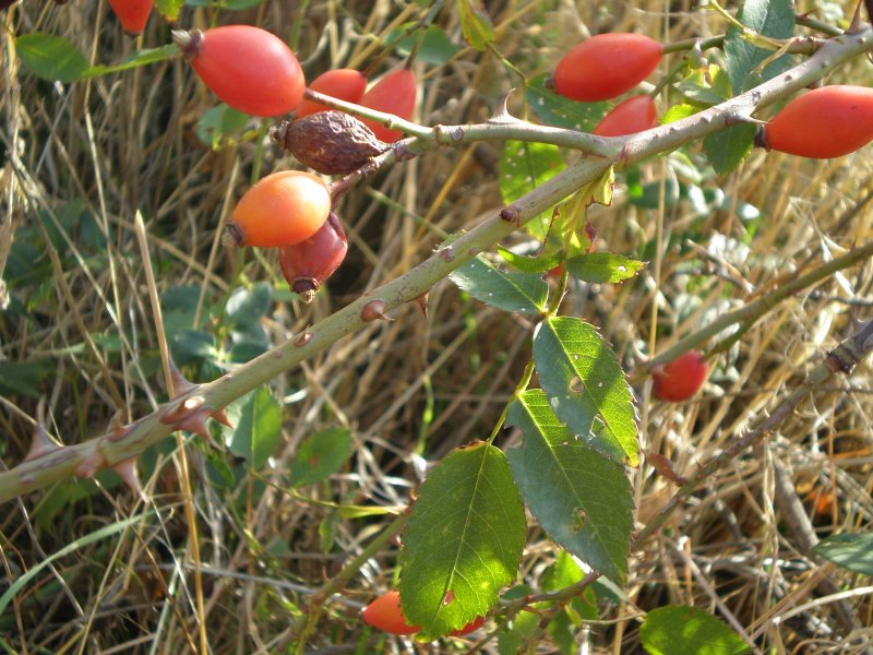 Arbusto spinoso con frutti: Rosa cfr. canina