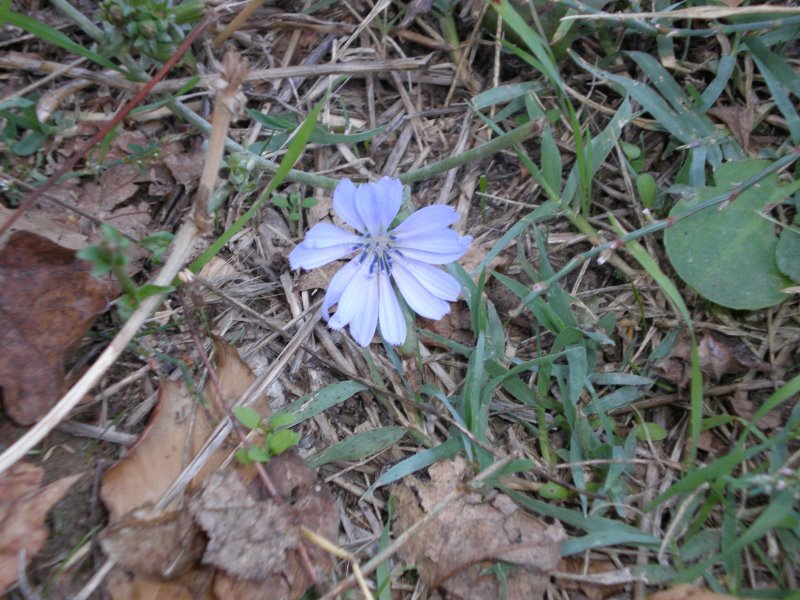 Cichorium intybus