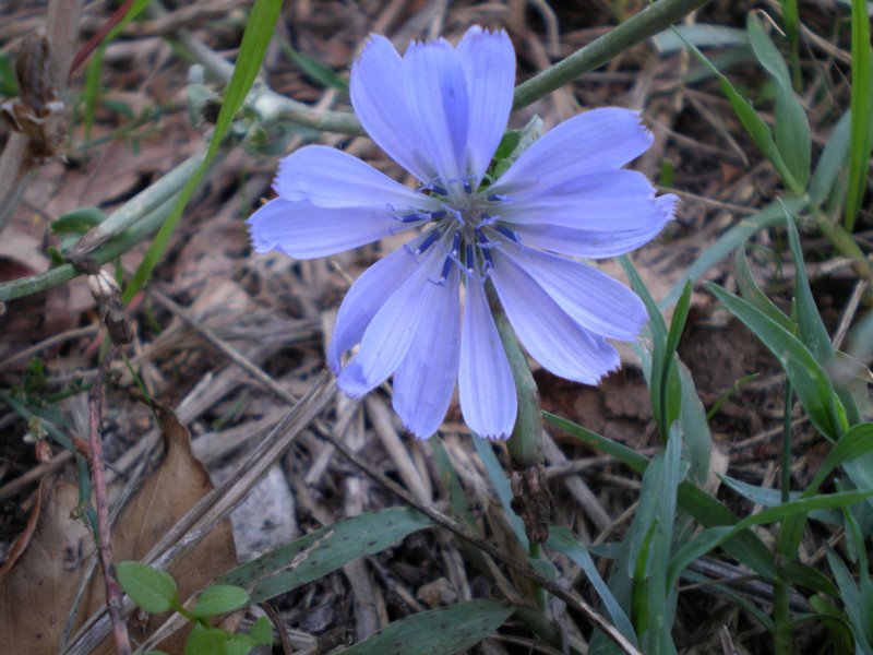 Cichorium intybus