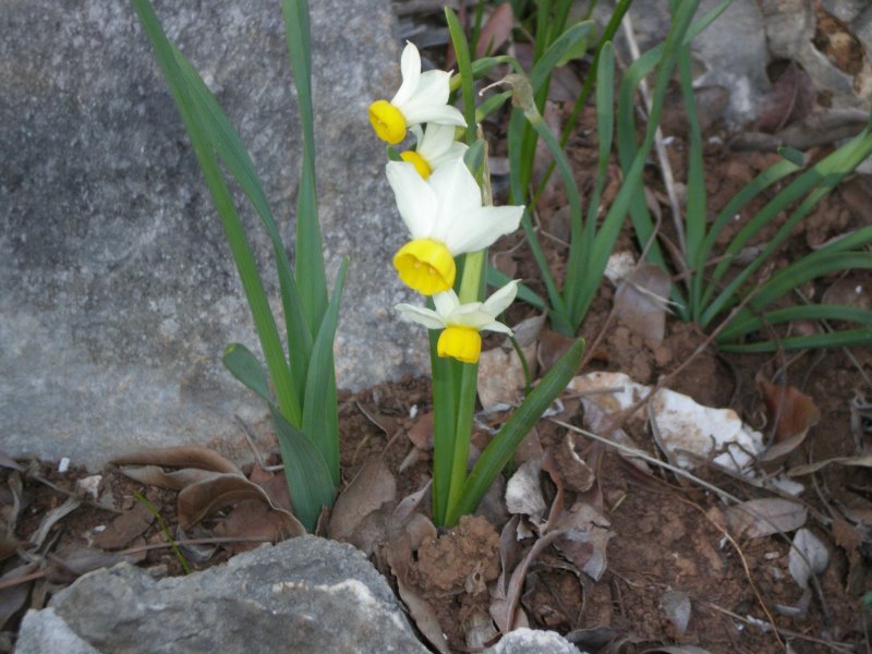 Narcissus tazetta / Narciso nostrale