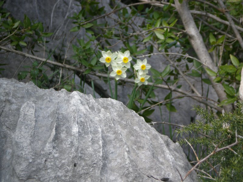 Narcissus tazetta / Narciso nostrale