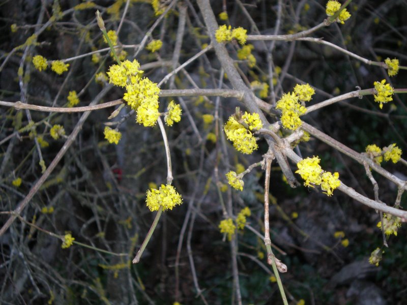 Infiorescenze di...? - Cornus mas