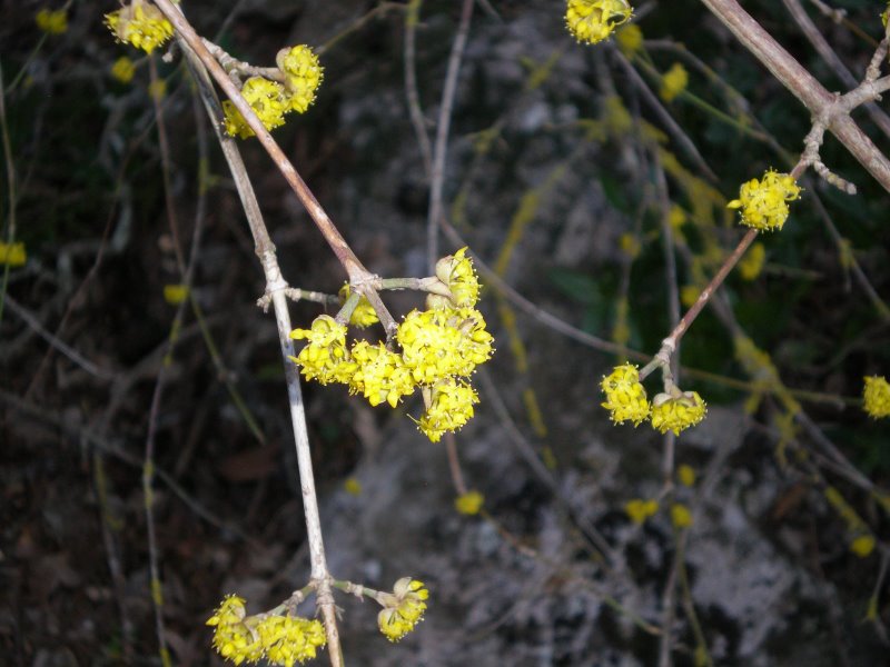 Infiorescenze di...? - Cornus mas