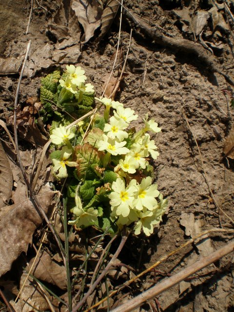 Primula vulgaris