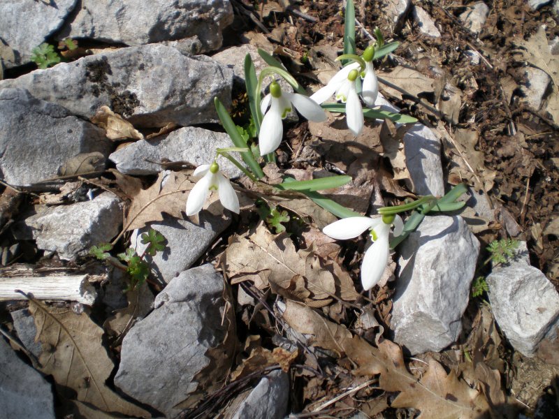 Galanthus nivalis