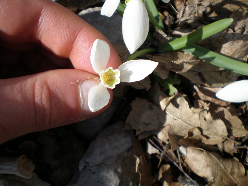 Galanthus nivalis