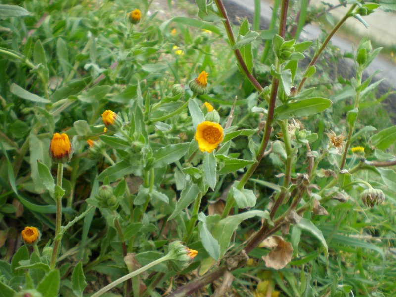 Calendula arvensis