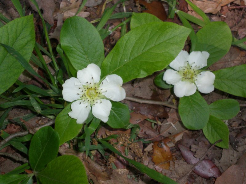 Alberello con bei fiori: cos''? - Mespilus germanica