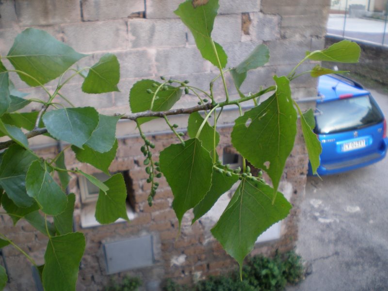 Populus nigra