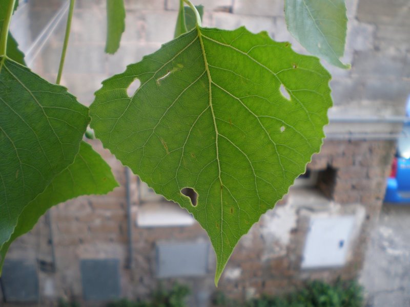 Populus nigra