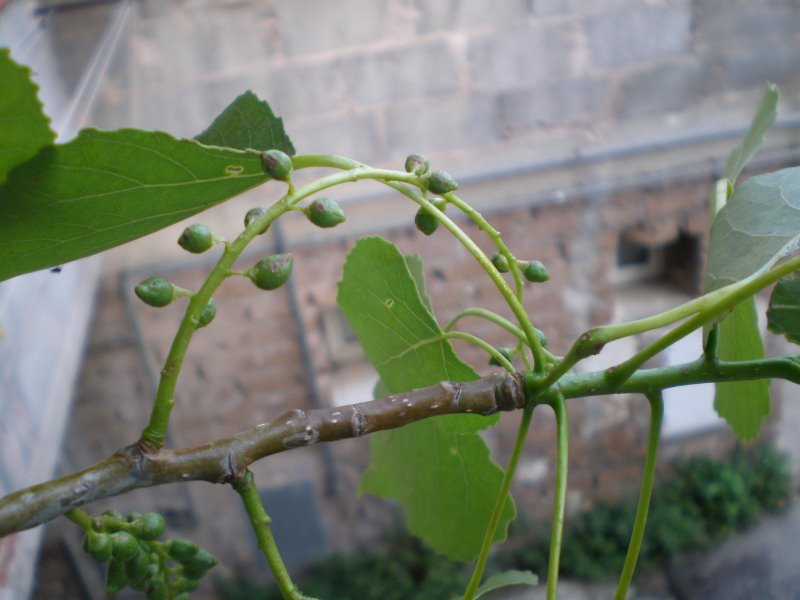 Populus nigra