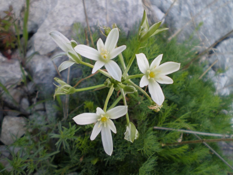 Ornithogalum umbellatum