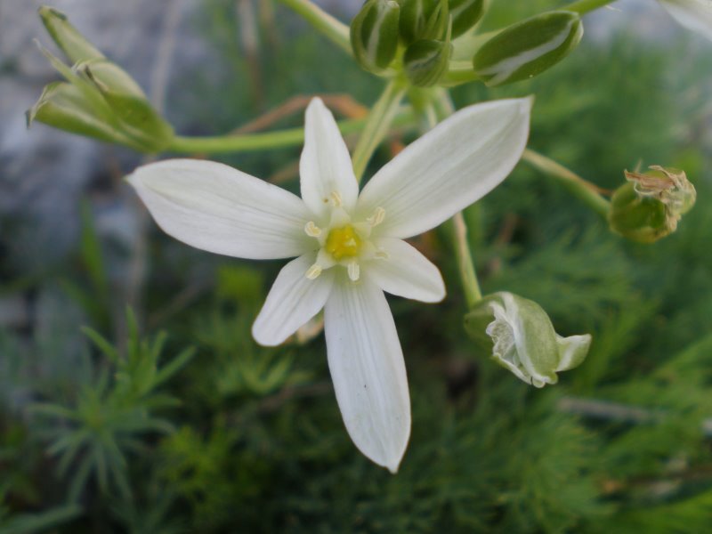 Ornithogalum umbellatum