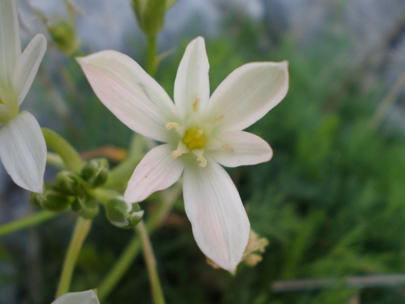 Ornithogalum umbellatum