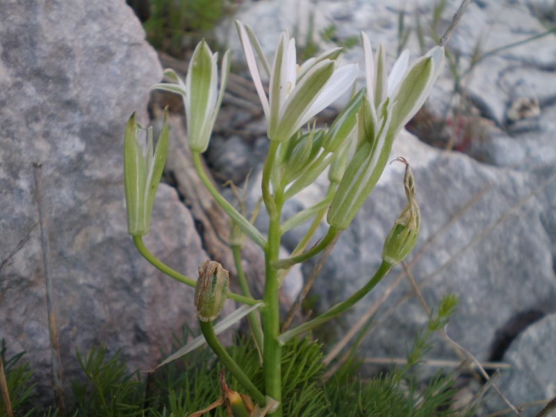 Ornithogalum umbellatum