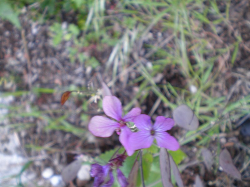 Lunaria annua