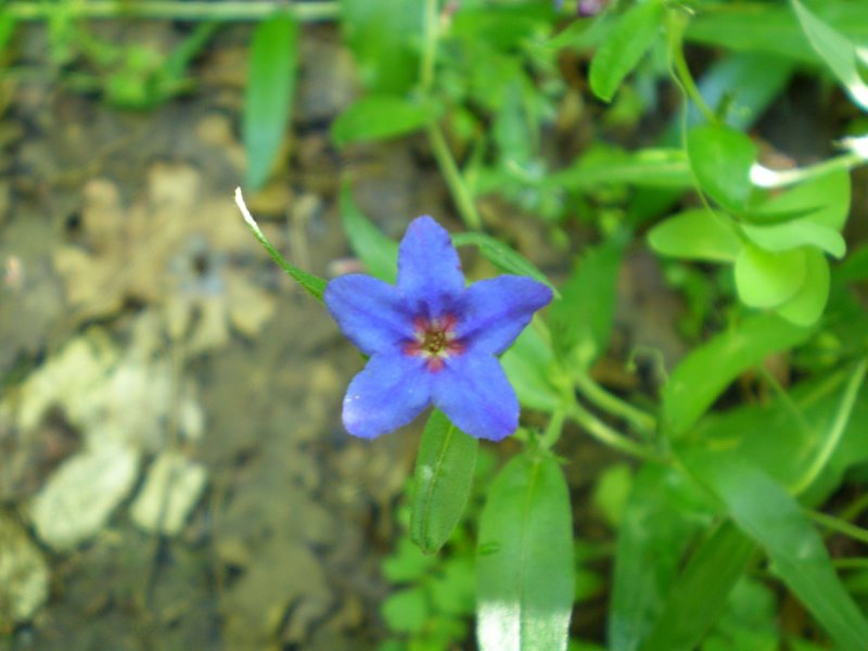 Buglossoides purpurocaerulea