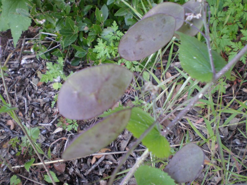 Lunaria annua