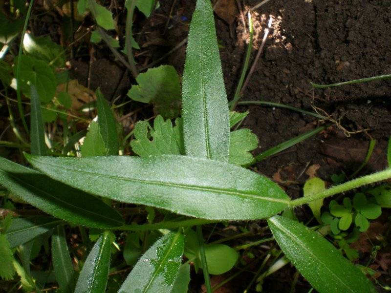 Buglossoides purpurocaerulea