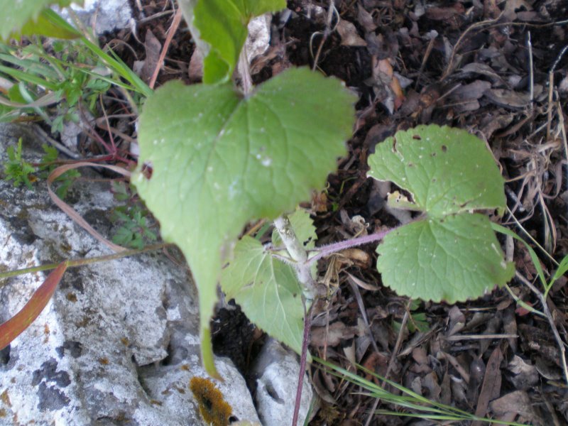 Lunaria annua