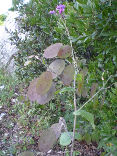 Lunaria annua