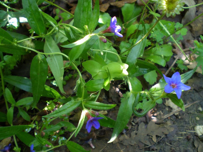 Buglossoides purpurocaerulea