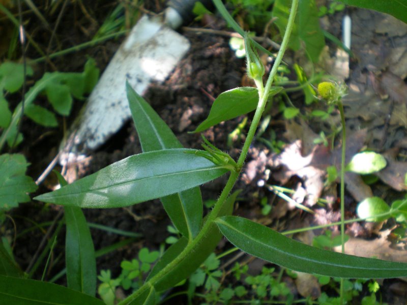 Buglossoides purpurocaerulea