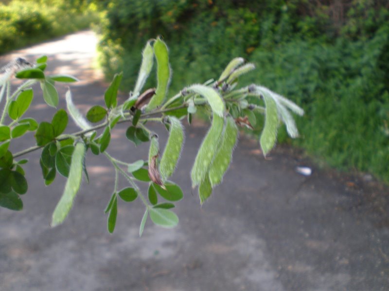 Cytisus villosus / Citiso trifloro