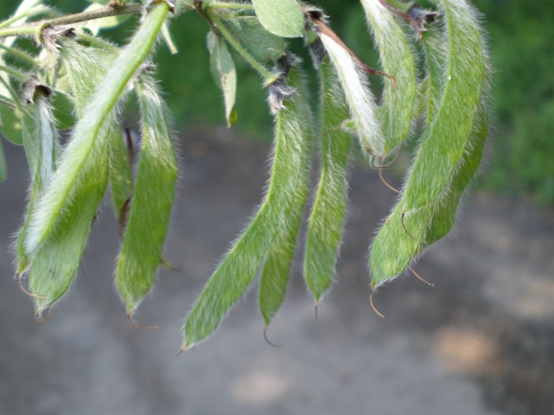 Cytisus villosus / Citiso trifloro