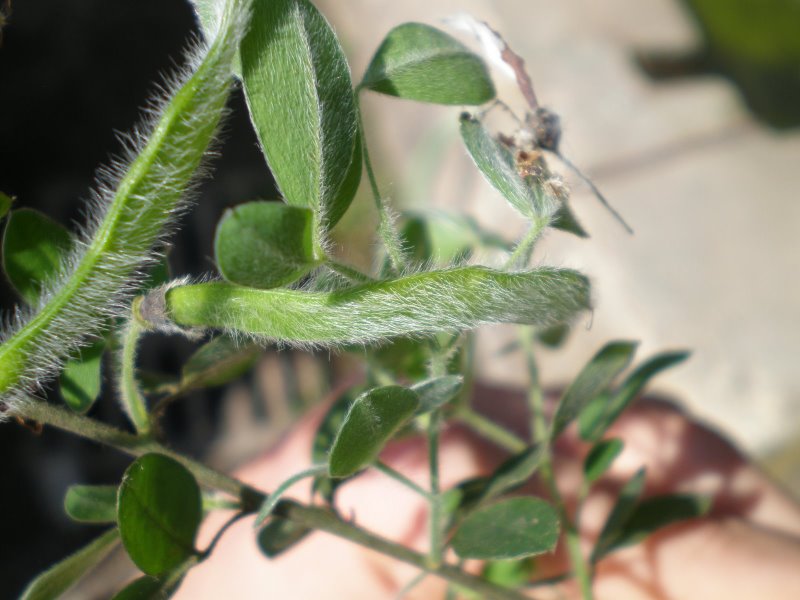 Cytisus villosus / Citiso trifloro