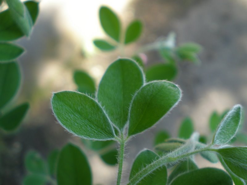 Cytisus villosus / Citiso trifloro