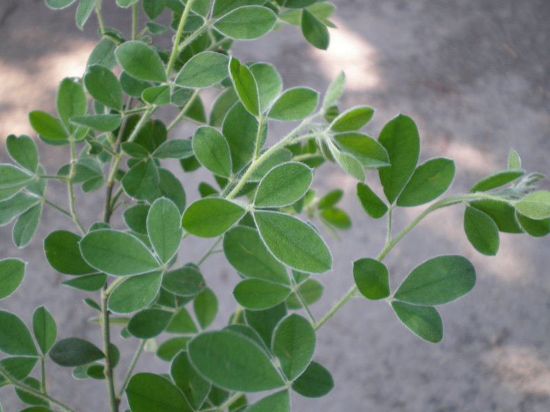 Cytisus villosus / Citiso trifloro