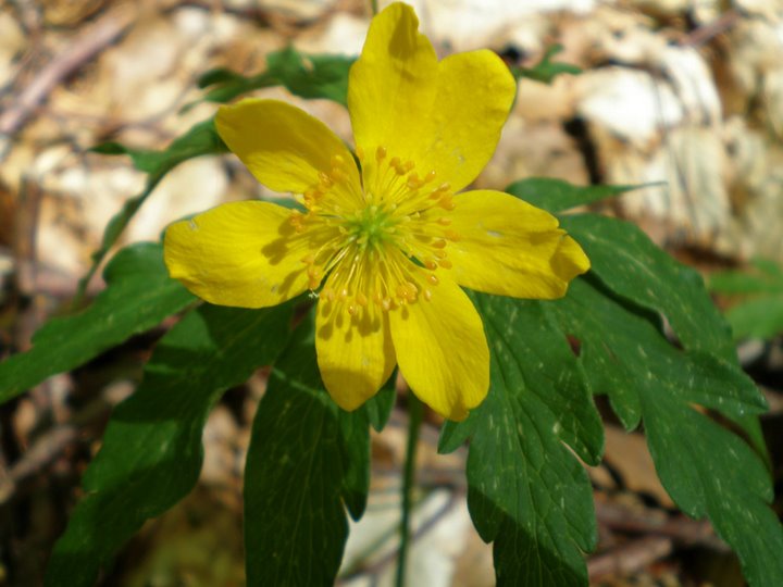 Fiore giallo nella faggeta - Anemone ranunculoides