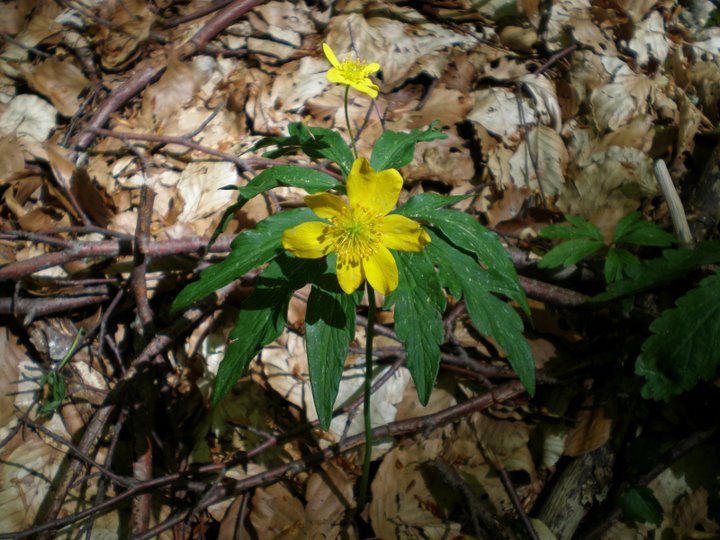 Fiore giallo nella faggeta - Anemone ranunculoides